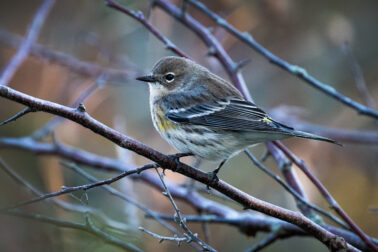 Yellow-rumped Warbler